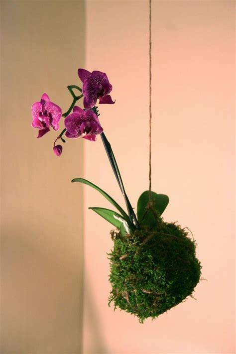 beautiful hanging orchids design ideas   hanging orchid