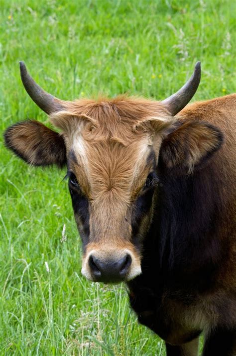 aurochs ox stock image image  taurus ehreshoven