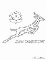 Springbok Colorear Afrique Desenho Blason M9n 9u9 1060 Hellokids Equipo Logotipo sketch template