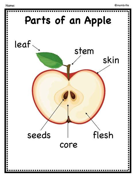 parts   apple worksheet worksheets  home learning