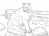 Puma Panther Colorare Panthers Cougar Pumas Nina sketch template