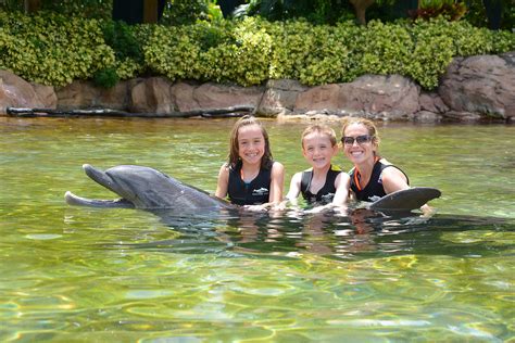 details on swimming with dolphins at discovery cove