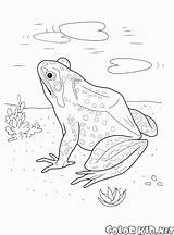 Rana Lago Frosch Selvatici Colorkid Grenouille Rã Frog Sauvages Salvajes Wilde Selvagens Colorir Colorier Coloriages Coloriage sketch template