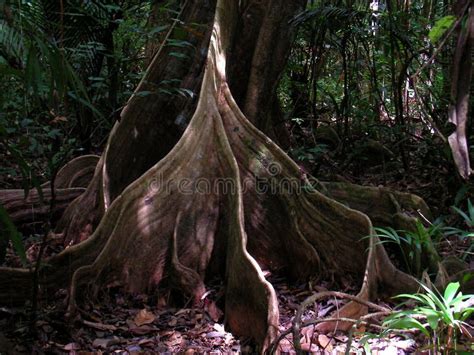 boomwortels  het franse regenwoud van guyana stock foto afbeelding bestaande uit mooi nave