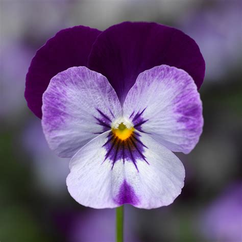 penny™ denim jump up viola in 2022 flower seeds annual flowers
