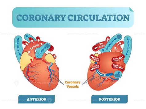 coronary circulation anatomical cross section diagram labeled vector