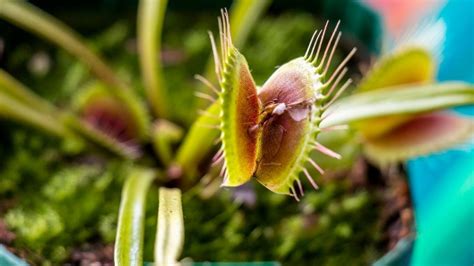 venus flytrap facts prickly plant  guide  prickly house plants
