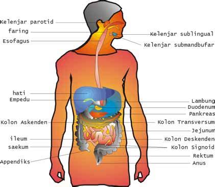 blog budiah anatomi tubuh manusia