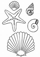 Muschel Ausmalbilder Marinos Conchas Malvorlagen Starfish Marino Seashell Animalitos sketch template