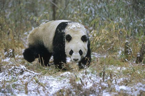 giant panda ailuropoda melanoleuca photograph  konrad wothe