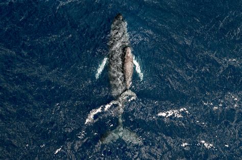 drone captures whale breach picture  drone