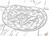 Python Pitone Reticulated Anaconda Serpent Ausmalbild Kleurplaten Supercoloring Boa Ausdrucken Categorieën sketch template