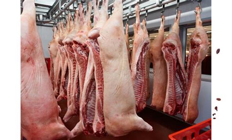pig carcasses cut    slaughtergouse stock photo image