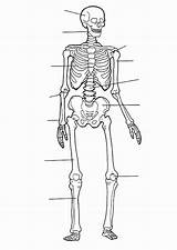 Skeletal Lesson sketch template