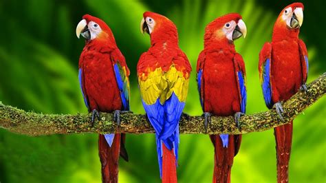 birds parrots macaw long tail beautiful colorful parrots   branch  tree lifespan hyacinth