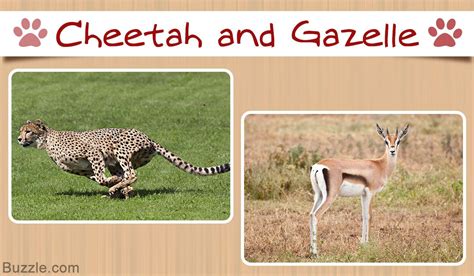 dumbfounding examples  predator prey relationships gazelle prey predator
