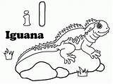 Iguana Coloring Pages Clipart Library Books sketch template