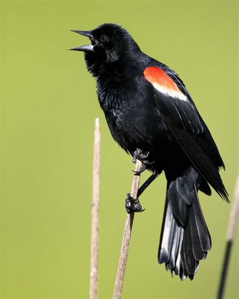 sign  spring  red winged blackbirds return  town chronicle media