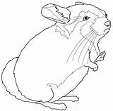 Chinchilla Chinchillas Coloriage Ausmalbilder Capibara Kolorowanki Szynszyla Ausdrucken Supercoloring Kolorowanka Zeichnen Dla Queue Courte sketch template