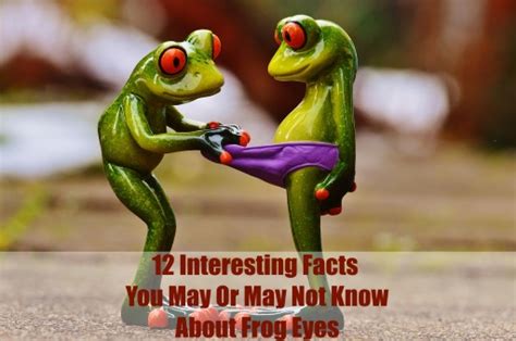 12 interesting facts about frog eyes