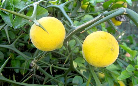 dreiblaettrige zitrone pflanze poncirus trifoliata citrus canna