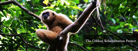 gibbon  gibbon rehabilitation project