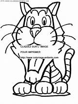 Coloring Tiger Pages Book Tigre Dessin sketch template