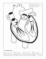 Heart Human Biologist Ask Activities Coloring Asu Askabiologist Edu Sponsored Links sketch template