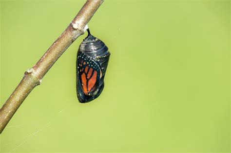 monarch chrysalis interestinginsectscom