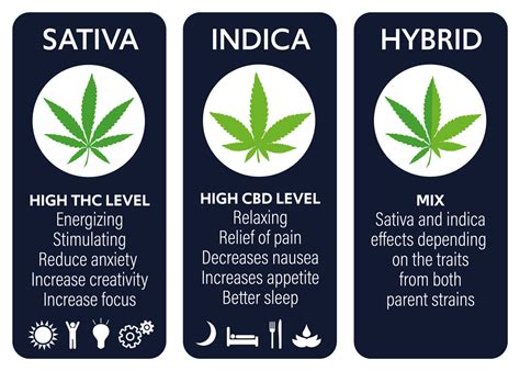 types  weed cannabis classifications substance gambaran