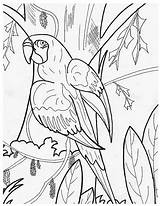 Perroquet Coloriage Parrot Colorier Gratuitement Gabon Coloriages Cher sketch template