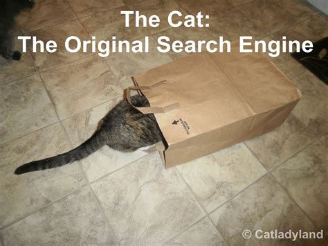 catladyland cats  funny  search engine optimization