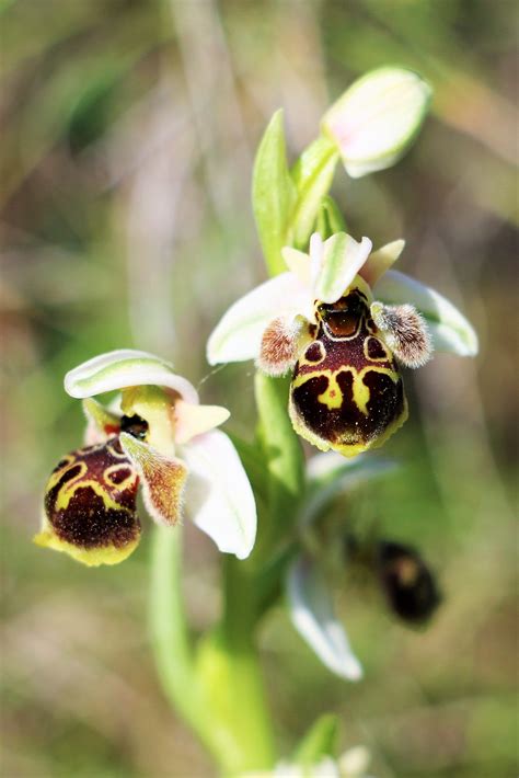 ophrys dodekanensis orchids ophrys
