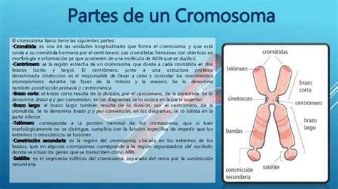 Partes Del Cromosoma