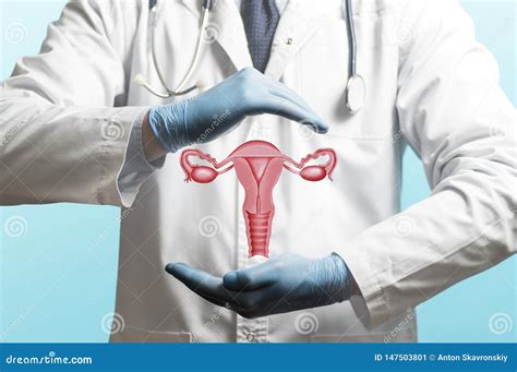 concetto   apparato genitale femminile sano immagine stock immagine  salute uomo