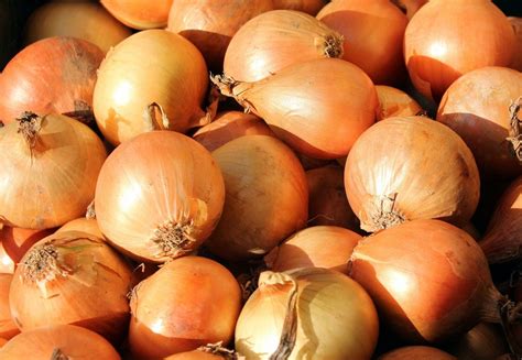 basic types  onions shared legacy farms