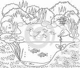 Pond Coloring Duck Stock Vector Illustration sketch template