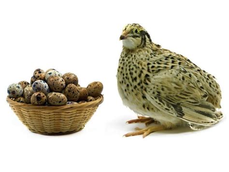 Amrap Fitness Strength And Conditioning Health Benefits Of Quail Eggs