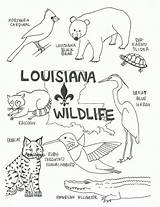 Coloring Pages Wildlife Louisiana Swamp State Animals Bird Color Cajun Kids Flag Printable Preschool Print Lesson Florida Small Getdrawings Getcolorings sketch template