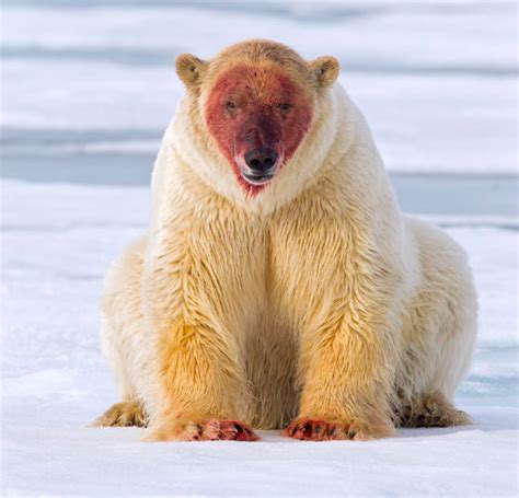 fo fabforgottennobility funnywildlife  polar bear  left