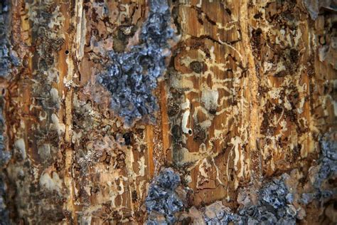 million trees dead  bark beetle infestation pose fire risk