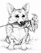 Corgi Puppy Pembroke Welsh Colorier sketch template