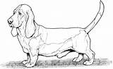 Coloring Pages Dog Hound Dogs Bassett Printable Basset Lab Adult Breed Breeds Color Sheets Colouring Wiener Difficult Pound Animal Clipart sketch template