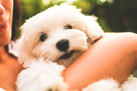 maltese dog puppy  stock photo picjumbo