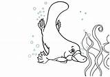Platypus Coloring Pages sketch template