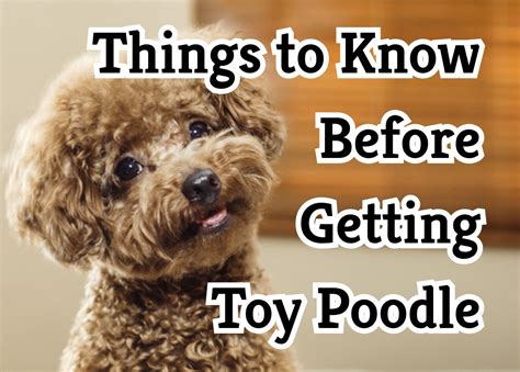 essential facts     toy poodles