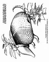 Coloring Armadillo Kids Pages Printable Sheets Colouring Thekidzpage sketch template