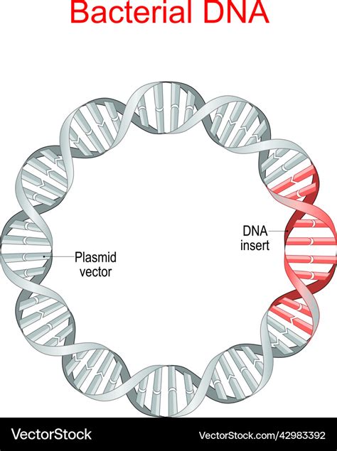 bacterial dna plasmid royalty  vector image