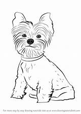 Draw Yorkie Puppy Coloring Pages Drawing Dogs Learn Step Dog Easy Printable Color Simple Getcolorings Tutorials Yo sketch template