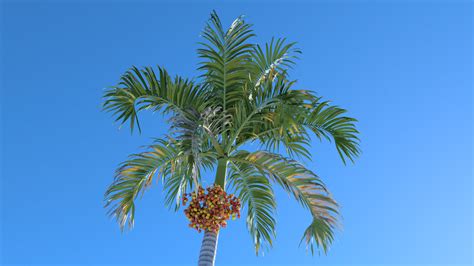 christmas palm plantcatalog    software